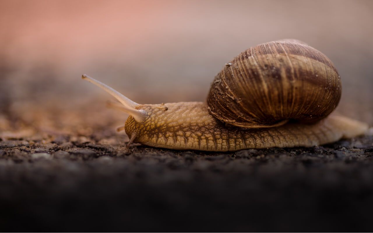 Why a Slow Website is Bad for Your Business